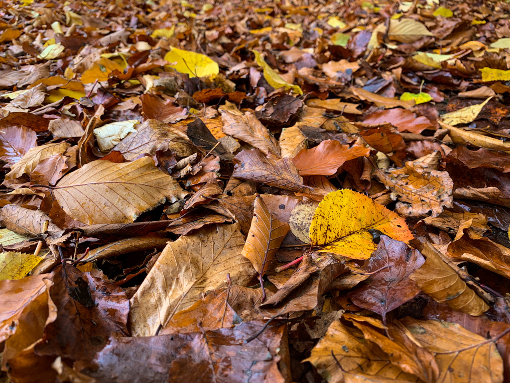  autumn leaves